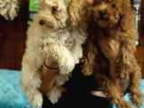 2000S Rock Müzi̇k Kadar Güzel Toy Poodle