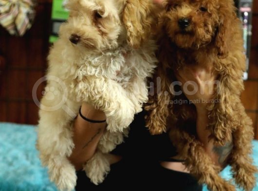 2000S Rock Müzi̇k Kadar Güzel Toy Poodle görsel