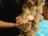 2000S Rock Müzi̇k Kadar Güzel Toy Poodle