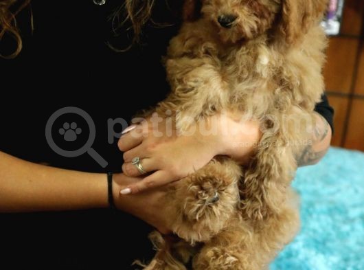 2000S Rock Müzi̇k Kadar Güzel Toy Poodle görsel