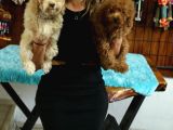 2000S Rock Müzi̇k Kadar Güzel Toy Poodle