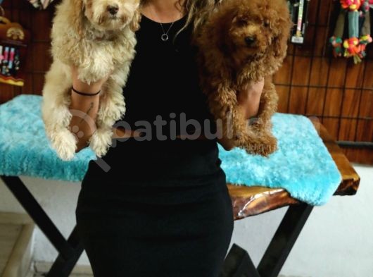 2000S Rock Müzi̇k Kadar Güzel Toy Poodle görsel