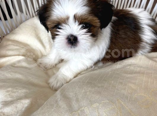 Üst Kali̇te Shih-Tzu Yavrular 0Burun görsel