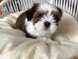 ÜST KALİTE SHIH-TZU YAVRULAR 0BURUN