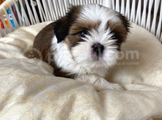 Üst Kali̇te Shih-Tzu Yavrular 0Burun