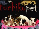 Mükemmel Jack Russell Bebekler