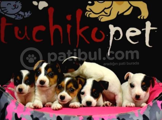 Mükemmel Jack Russell Bebekler görsel