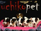 Mükemmel Jack Russell bebekler