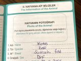 Kızımızı Özel Sebeplerden Dolayı Sahiplendireceğiz