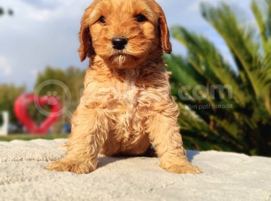 Irk Ve Sağlik Garanti̇li̇ Malti̇poo Yavrulari