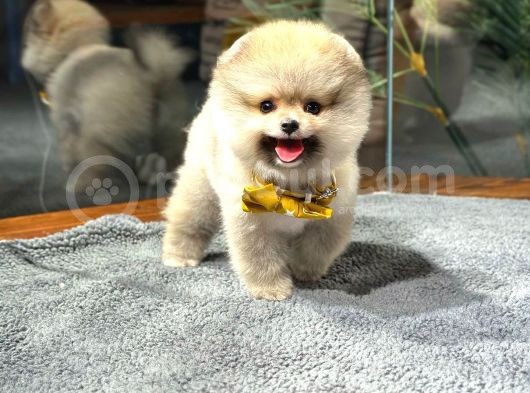 Kış Aylarında Evinizi Isıtacak Pomeranian Yavrularımız görsel
