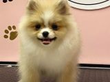 Pomeranian Boo Yavrular