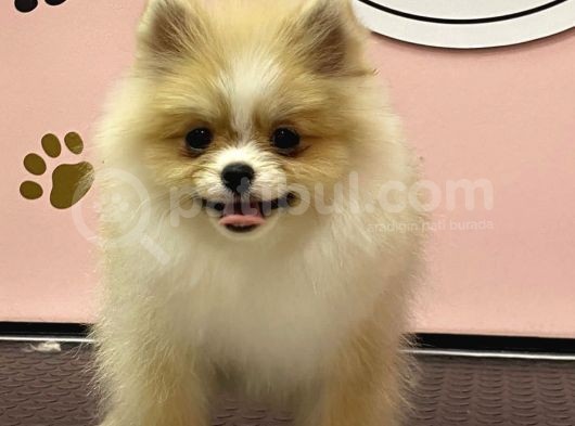 Pomeranian Boo Yavrular