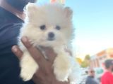 Pomeranian Boo Antalya