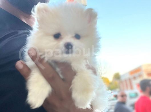 Pomeranian Boo Antalya görsel