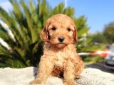 Irk Ve Sağlik Garanti̇li̇ Malti̇poo Yavrulari
