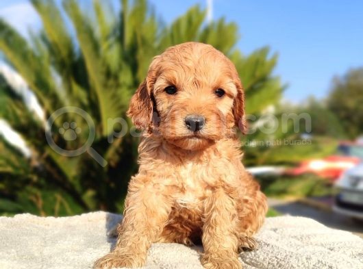 Irk Ve Sağlik Garanti̇li̇ Malti̇poo Yavrulari görsel