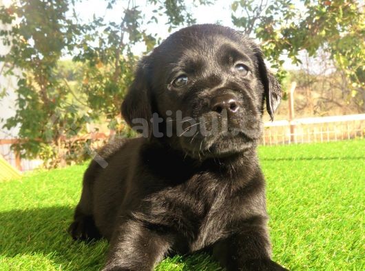Fci-Kif Secereli Labrador Retriever Yavrular görsel