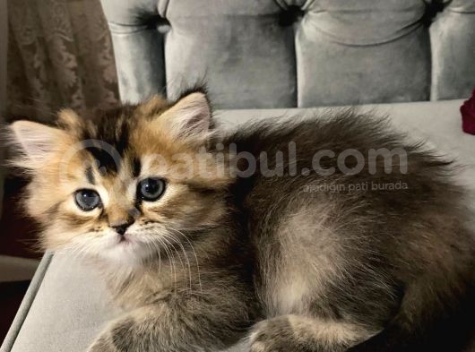 Show Kalite Black Golden British Longhair görsel
