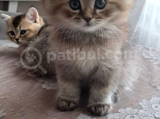Show Kalite Black Golden British Longhair görsel