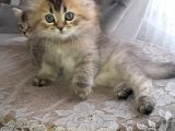 Show Kalite Black Golden British Longhair
