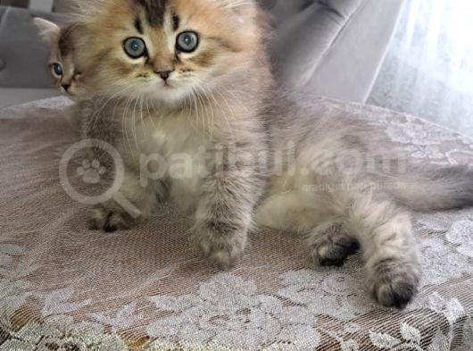 Show Kalite Black Golden British Longhair görsel