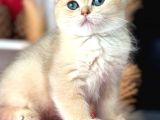 A kalite BRİTİSH SHORTHAİR GOLDEN  yavrular