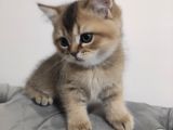 Black Golden British Shorthair