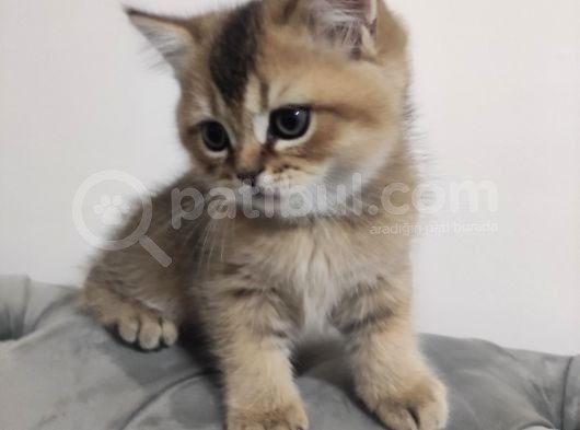 Black Golden British Shorthair görsel
