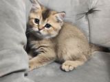 Black Golden British Shorthair