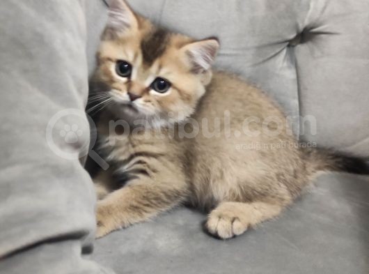 Black Golden British Shorthair görsel