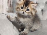Show Kalite Black Golden British Longhair