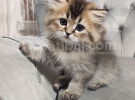Show Kalite Black Golden British Longhair