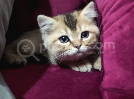Black Golden British Shorthair görsel