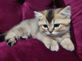 Black Golden British Shorthair