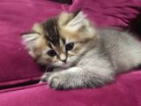 Show Kalite Black Golden British Longhair