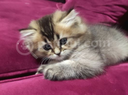 Show Kalite Black Golden British Longhair görsel