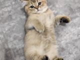 Black Golden British Shorthair