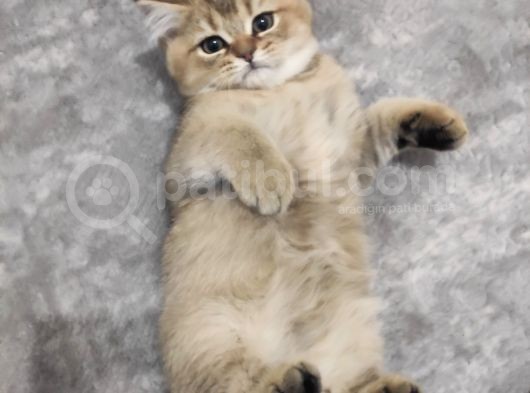 Black Golden British Shorthair görsel