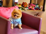 Pomeranian Boo Ayı Surat 11 Ay Erkek