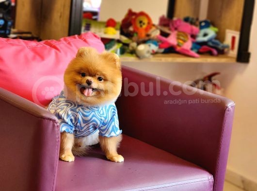 Pomeranian Boo Ayı Surat 11 Ay Erkek görsel