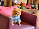 Pomeranian Boo Ayı Surat 11 Ay Erkek