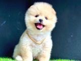 Yok böyle bir güzellik pomeranian boo