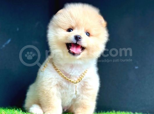 Yok Böyle Bir Güzellik Pomeranian Boo