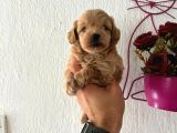 Malti̇poo Bebekler