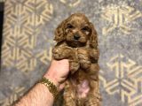 RED BROWN MALTİPOO KOYU RENK BEBEĞİMİZ