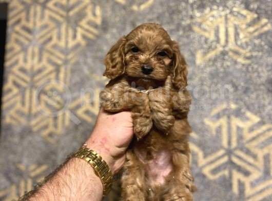 Red Brown Malti̇poo Koyu Renk Bebeği̇mi̇z