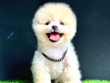 Gülen Yüz Pomeranian Boo
