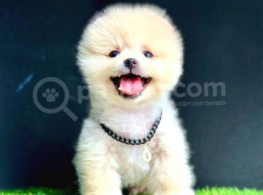 Gülen Yüz Pomeranian Boo görsel