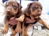 Şampiyon soydan doberman yavrular